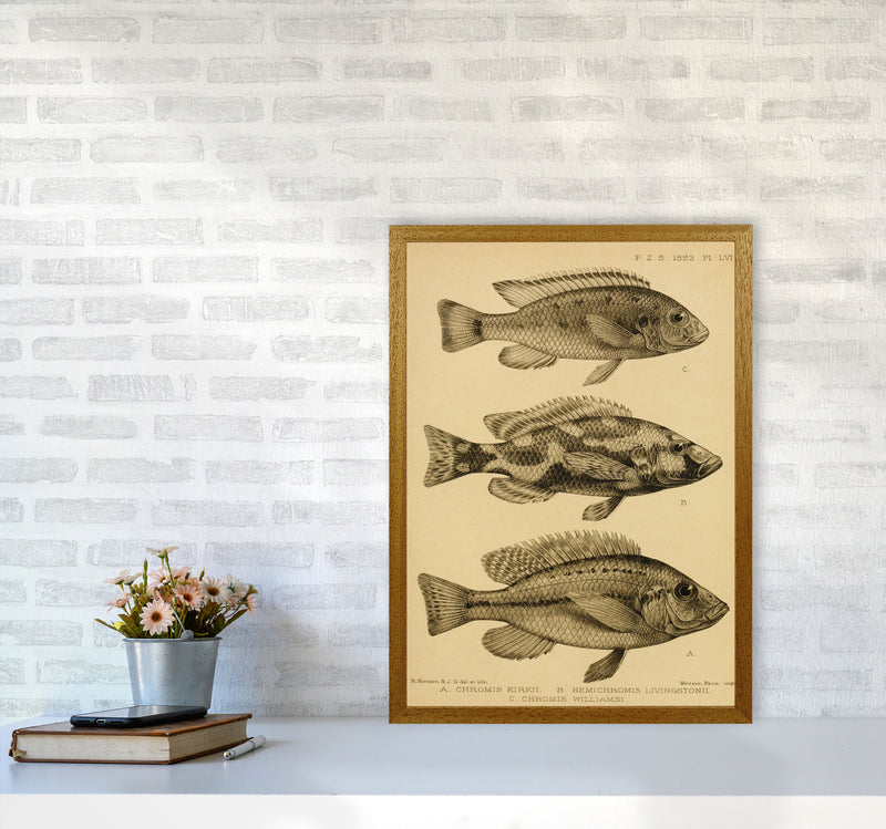 Vintage Fish Art Print by Jason Stanley A2 Print Only