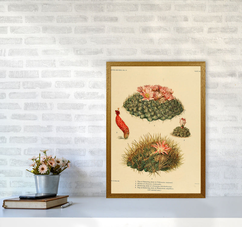 Cactus Series 7 Art Print by Jason Stanley A2 Print Only