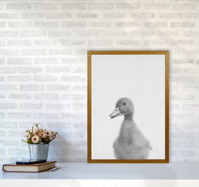 Curious Duck Art Print by Jason Stanley A2 Print Only