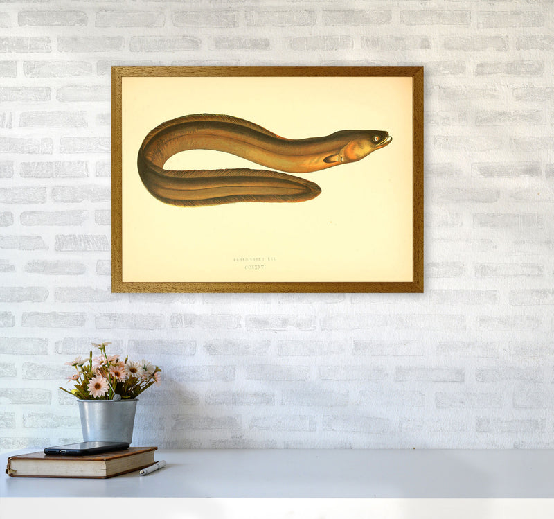 Broad Nosed Eel Art Print by Jason Stanley A2 Print Only