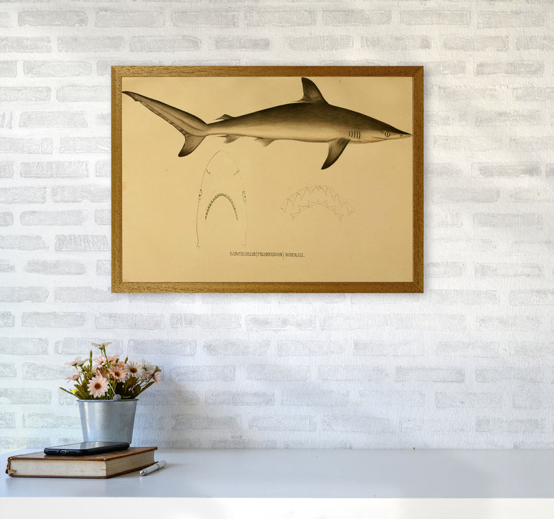 Shark Series 4 Art Print by Jason Stanley A2 Print Only