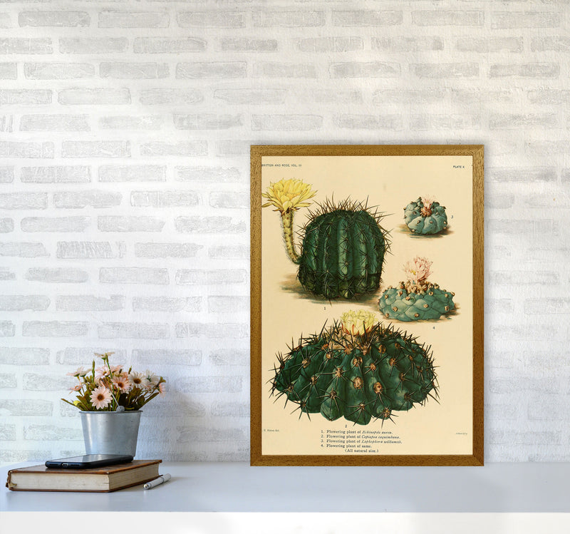 Cactus Series8 Art Print by Jason Stanley A2 Print Only