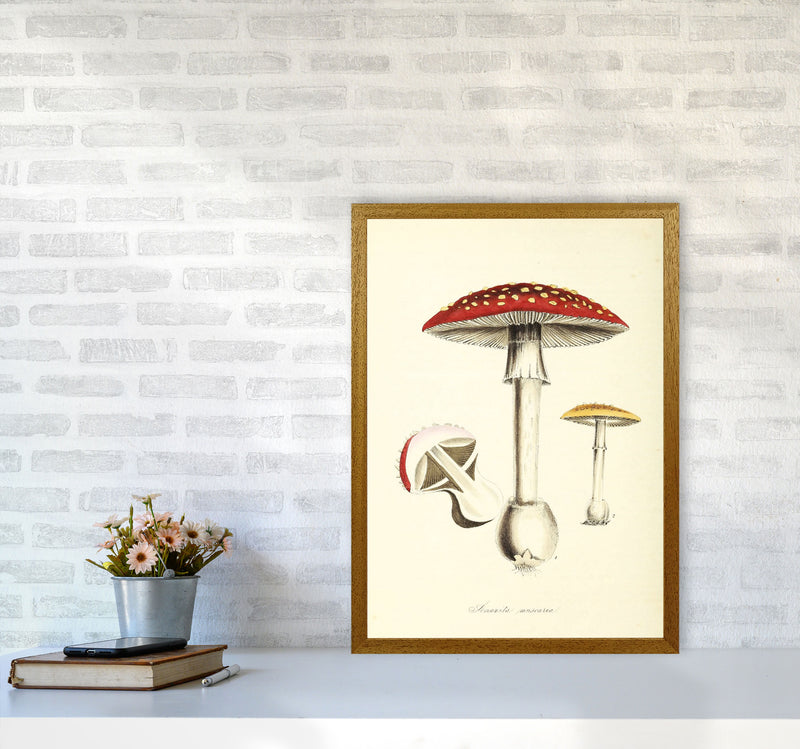 Magic Mushrooms Art Print by Jason Stanley A2 Print Only
