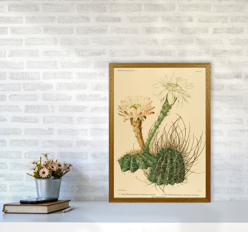 Cactus Series 6 Art Print by Jason Stanley A2 Print Only