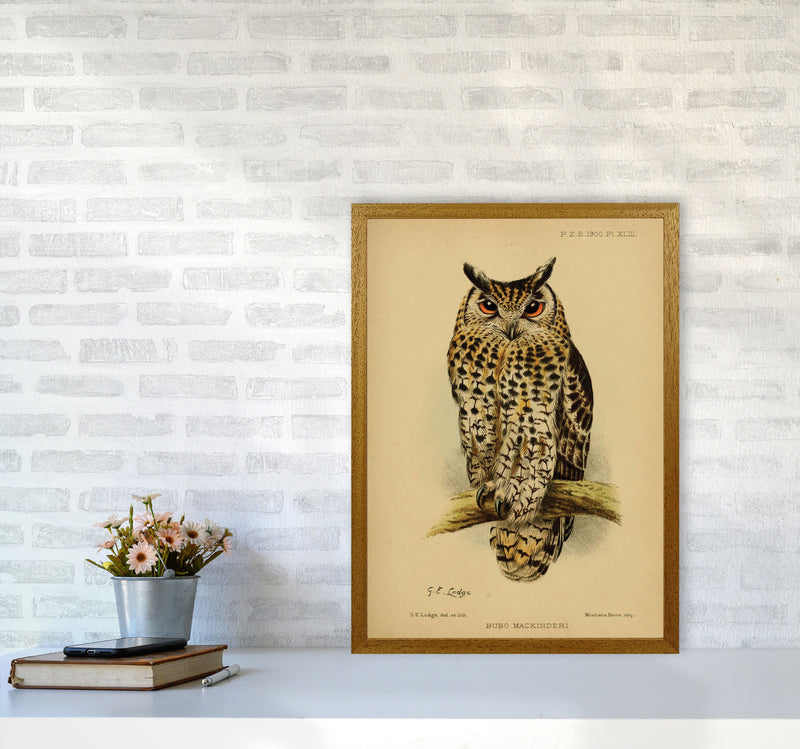 Vintage Owl Art Print by Jason Stanley A2 Print Only