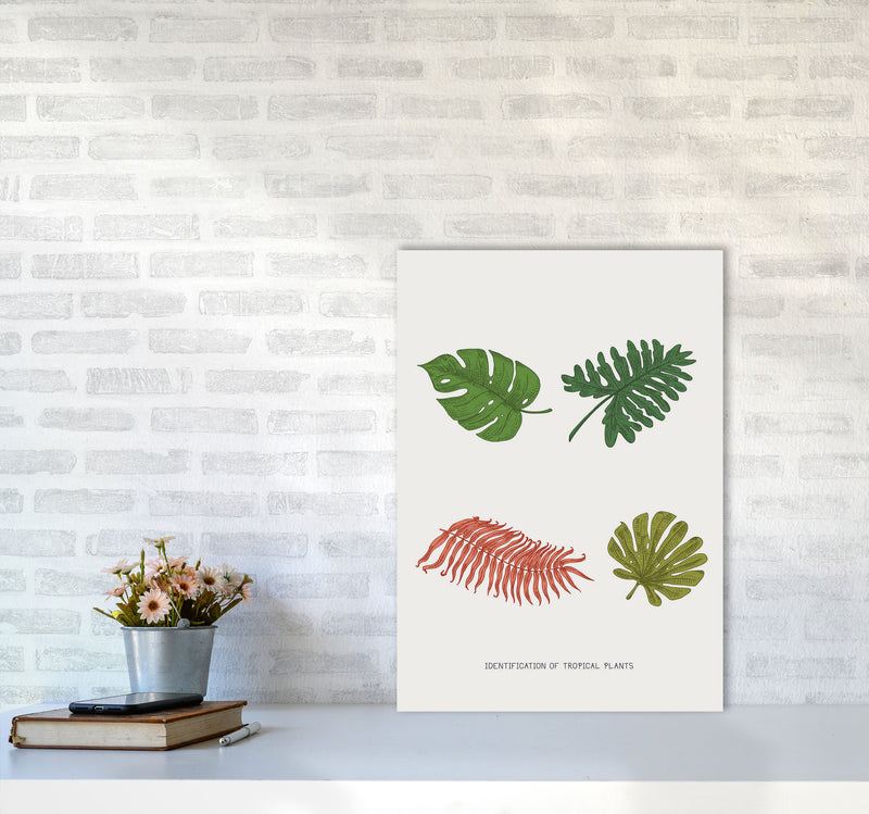 Identification Of Tropical Plants Art Print by Jason Stanley A2 Black Frame