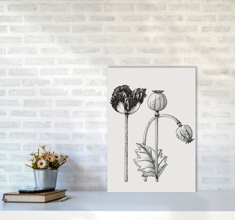 Vintage Poppy Plant Art Print by Jason Stanley A2 Black Frame