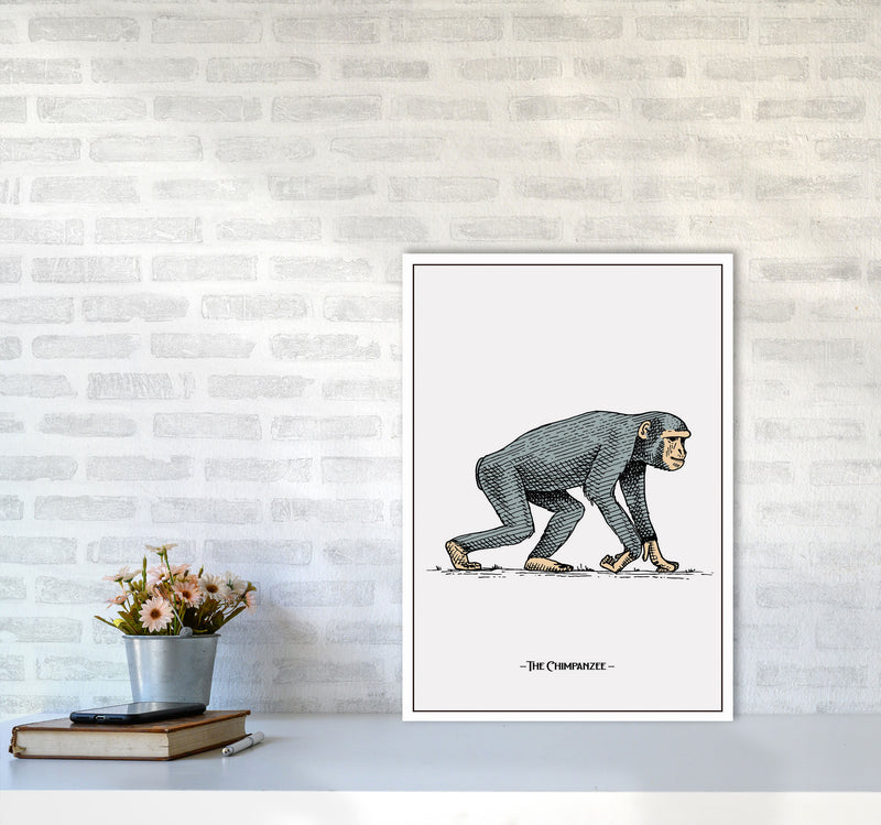 The Chimpanzee Art Print by Jason Stanley A2 Black Frame
