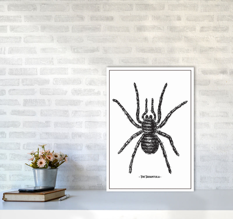 The Tarantula Art Print by Jason Stanley A2 Black Frame