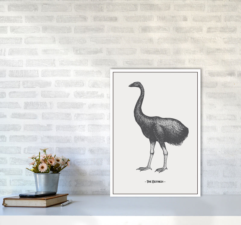 The Ostrich Art Print by Jason Stanley A2 Black Frame