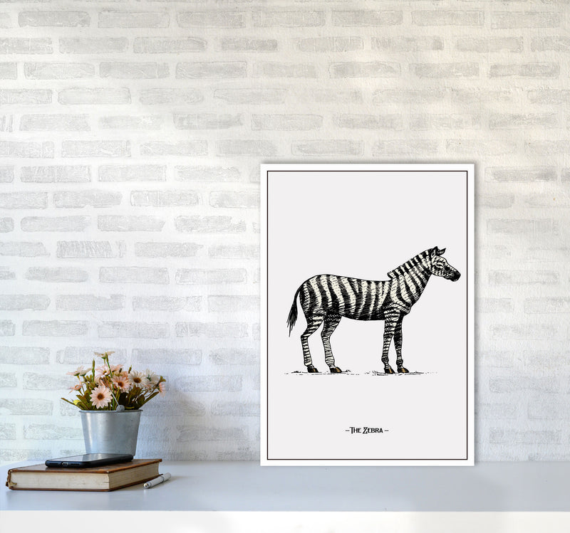 The Zebra Art Print by Jason Stanley A2 Black Frame