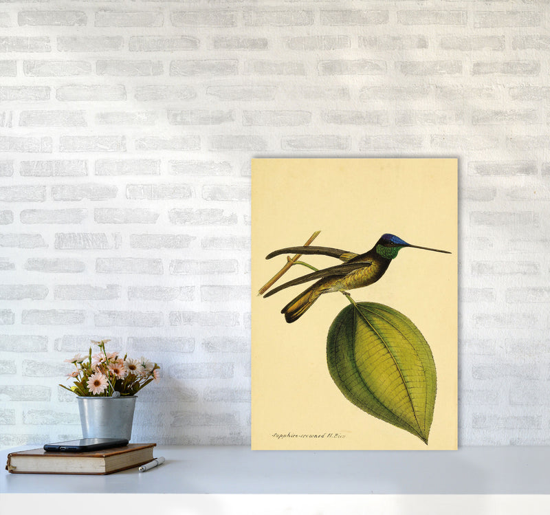 Sapphire Crowned Hummingbird Art Print by Jason Stanley A2 Black Frame