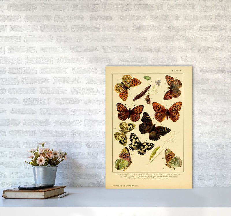 Vintage Butterfly Illustration Art Print by Jason Stanley A2 Black Frame