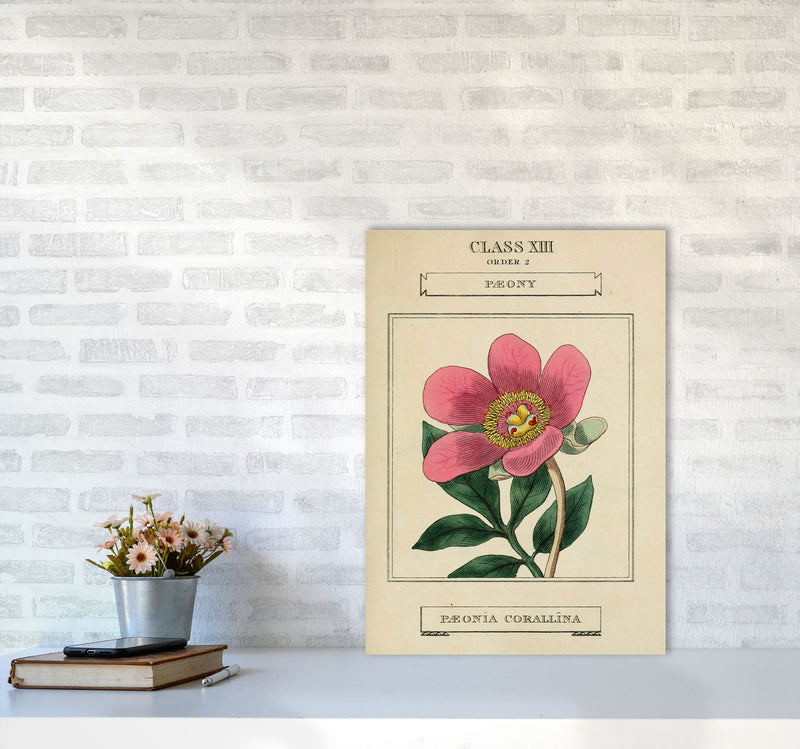 Vintage Flower Series 6 Art Print by Jason Stanley A2 Black Frame