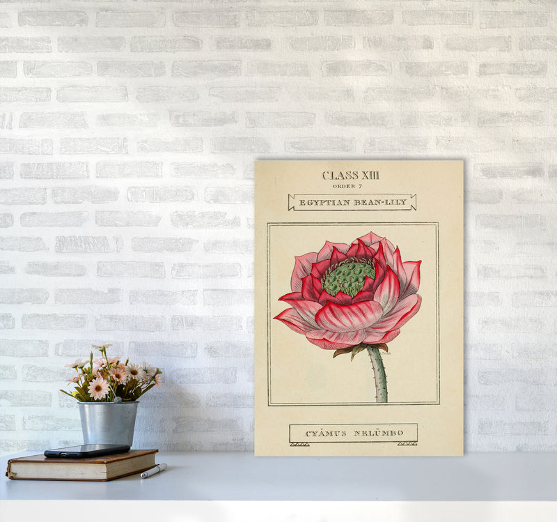 Vintage Flower Series 7 Art Print by Jason Stanley A2 Black Frame