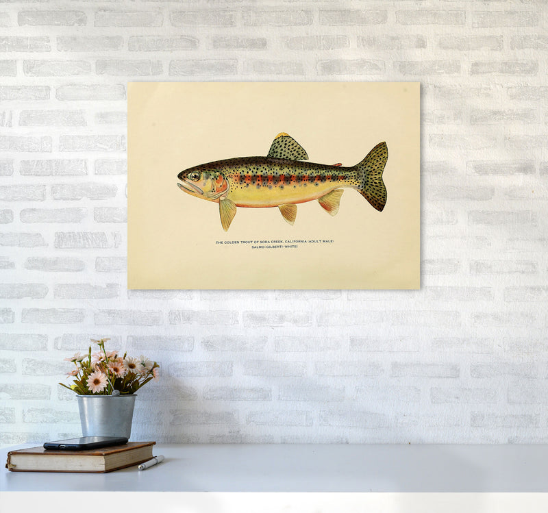 Golden Trout Illustration Art Print by Jason Stanley A2 Black Frame