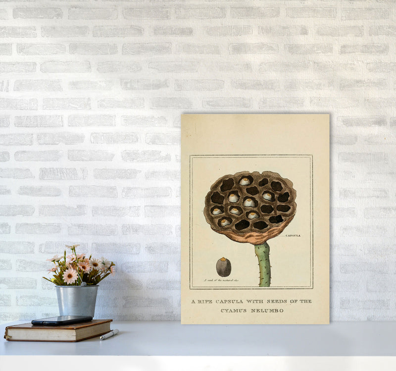 Vintage Flower Series 3 Art Print by Jason Stanley A2 Black Frame