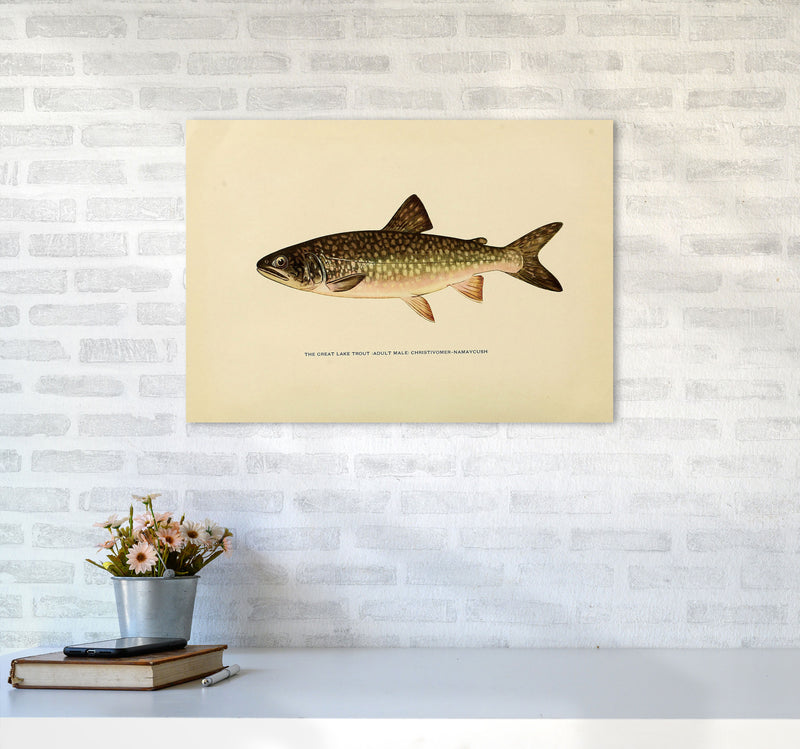 Lake Trout Illustration Art Print by Jason Stanley A2 Black Frame