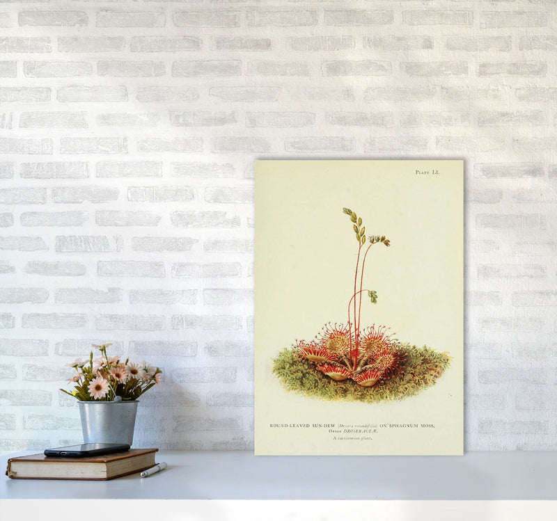 A Carnivorous Plant Art Print by Jason Stanley A2 Black Frame