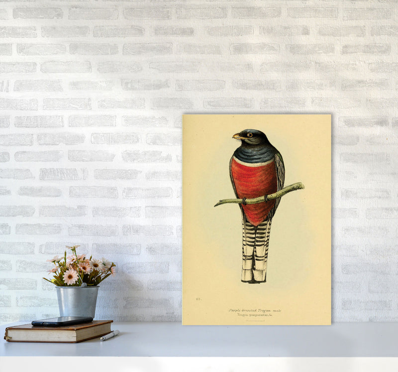 Purple Breasted Trogon Art Print by Jason Stanley A2 Black Frame