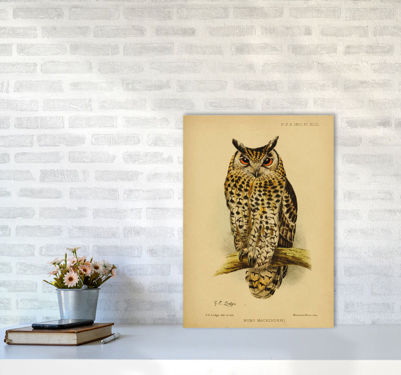 Vintage Owl Copy Art Print by Jason Stanley A2 Black Frame