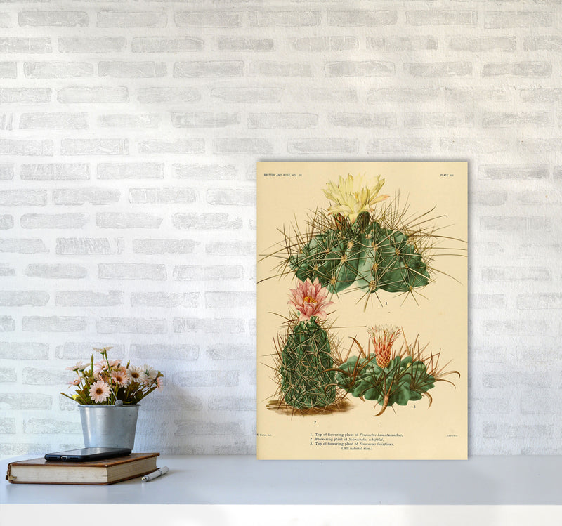 Cactus Series 11 Art Print by Jason Stanley A2 Black Frame