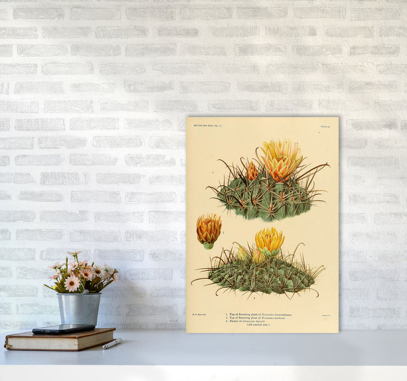 Cactus Series 9 Art Print by Jason Stanley A2 Black Frame