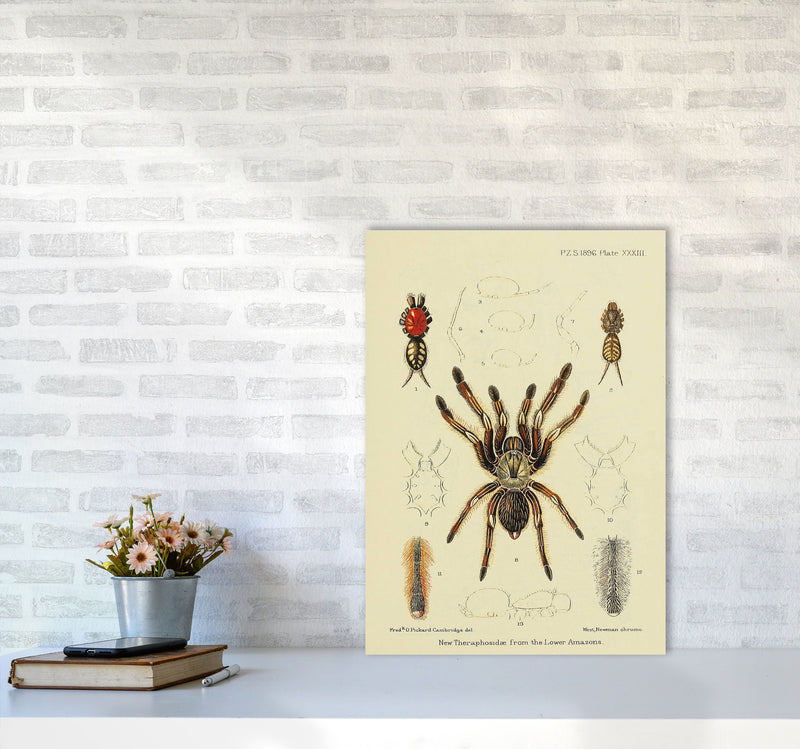 Vintage Tarantula Art Print by Jason Stanley A2 Black Frame