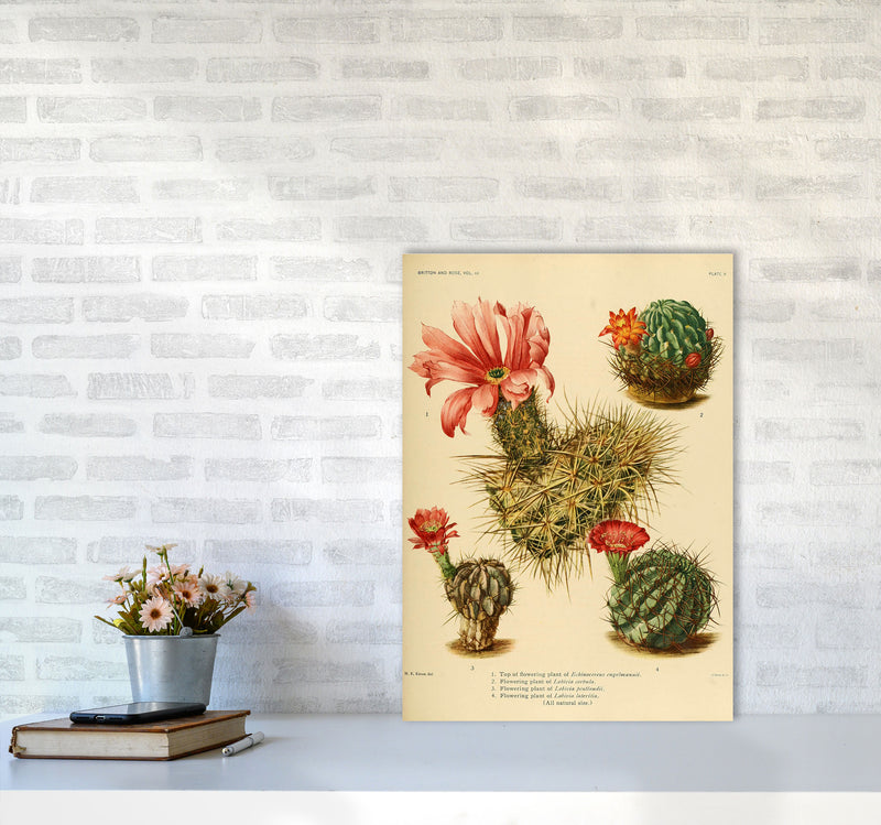 Cactus Series 4 Art Print by Jason Stanley A2 Black Frame