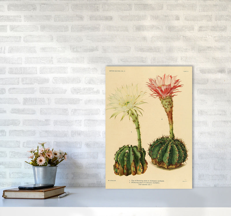 Cactus Series 5 Art Print by Jason Stanley A2 Black Frame