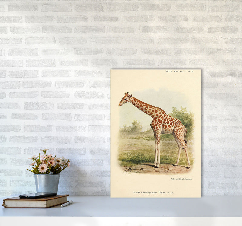 The Gentle Giraffe Art Print by Jason Stanley A2 Black Frame