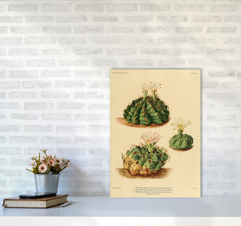 Cactus Series 13 Art Print by Jason Stanley A2 Black Frame