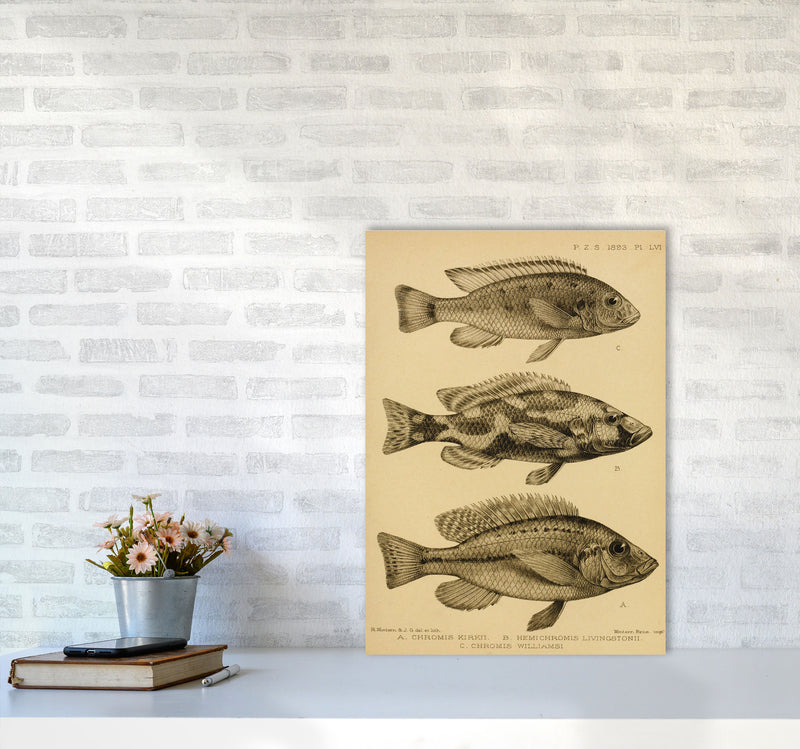 Vintage Fish Art Print by Jason Stanley A2 Black Frame