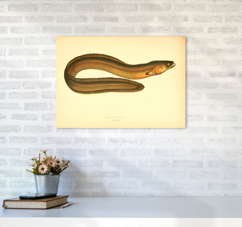 Broad Nosed Eel Art Print by Jason Stanley A2 Black Frame