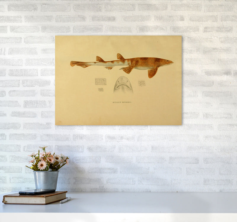 Shark Series 1 Art Print by Jason Stanley A2 Black Frame