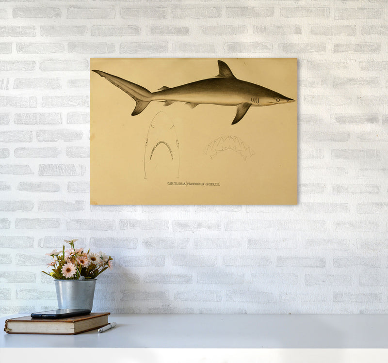 Shark Series 4 Art Print by Jason Stanley A2 Black Frame