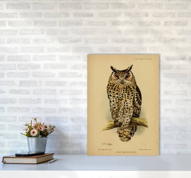 Vintage Owl Art Print by Jason Stanley A2 Black Frame