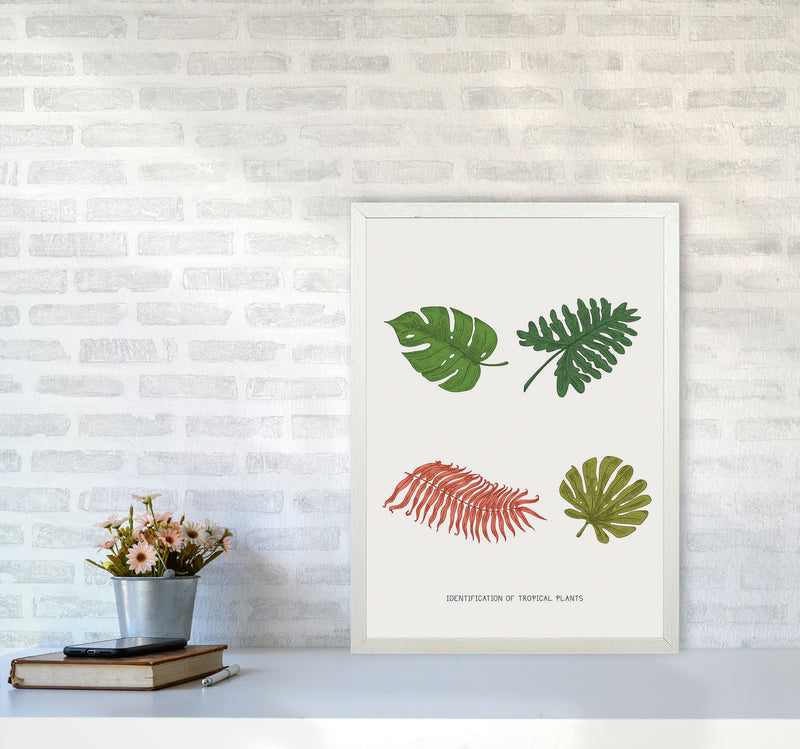 Identification Of Tropical Plants Art Print by Jason Stanley A2 Oak Frame