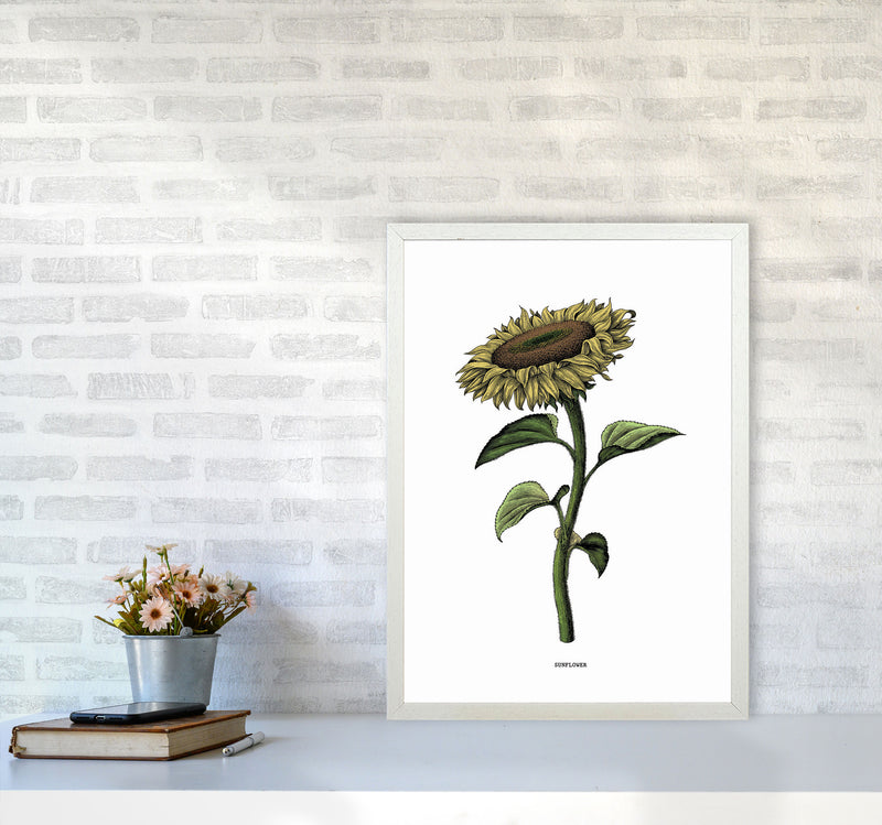 Sunflowers For President Art Print by Jason Stanley A2 Oak Frame