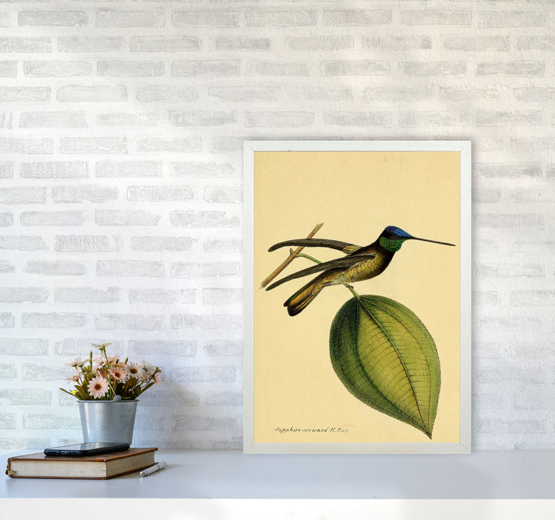 Crowned Humming Bird Art Print by Jason Stanley A2 Oak Frame