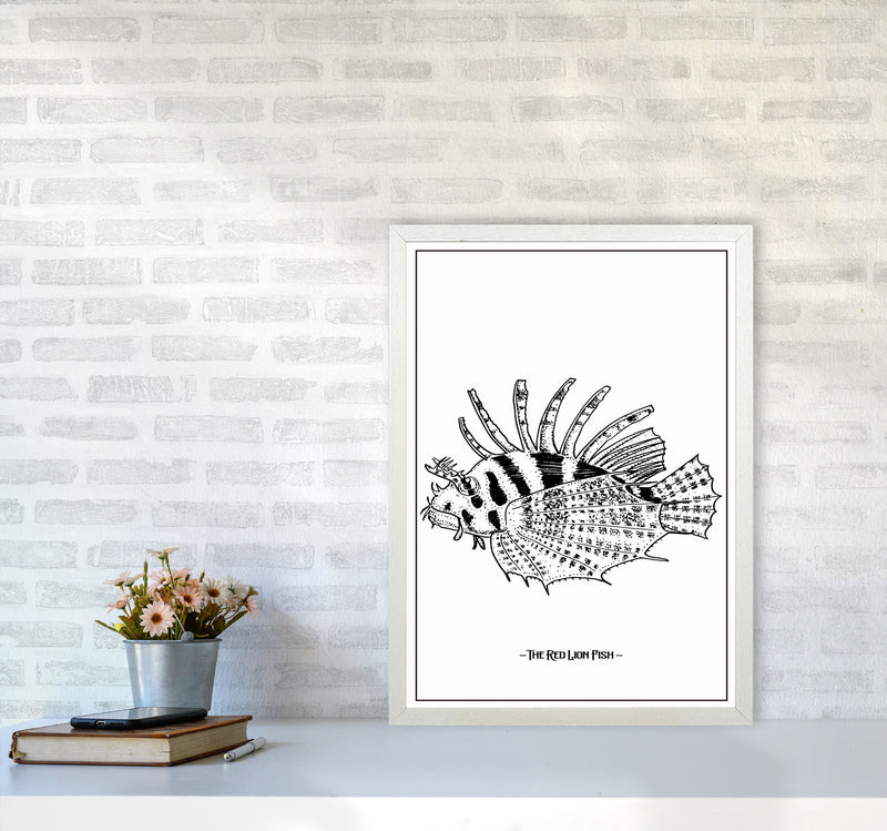 The Red Lion Fish Art Print by Jason Stanley A2 Oak Frame