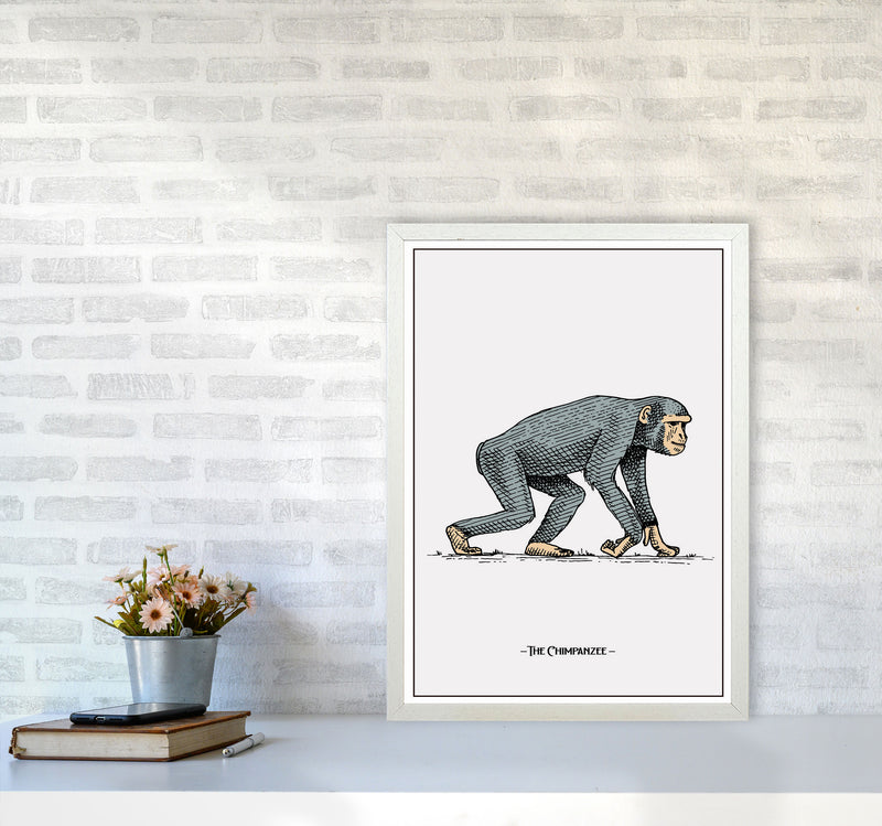 The Chimpanzee Art Print by Jason Stanley A2 Oak Frame
