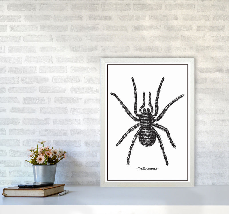 The Tarantula Art Print by Jason Stanley A2 Oak Frame