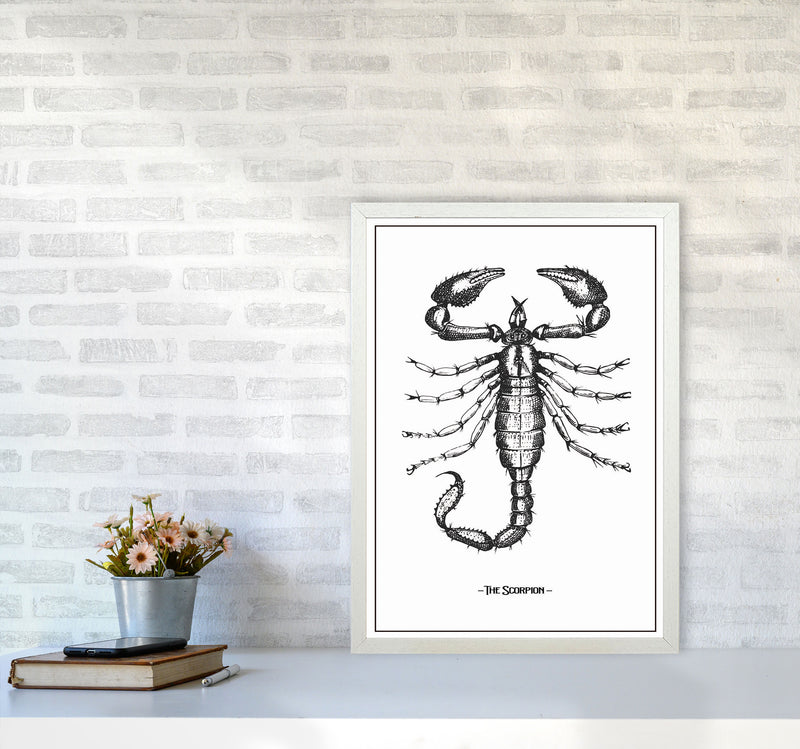 The Scorpion Art Print by Jason Stanley A2 Oak Frame