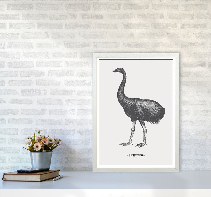 The Ostrich Art Print by Jason Stanley A2 Oak Frame