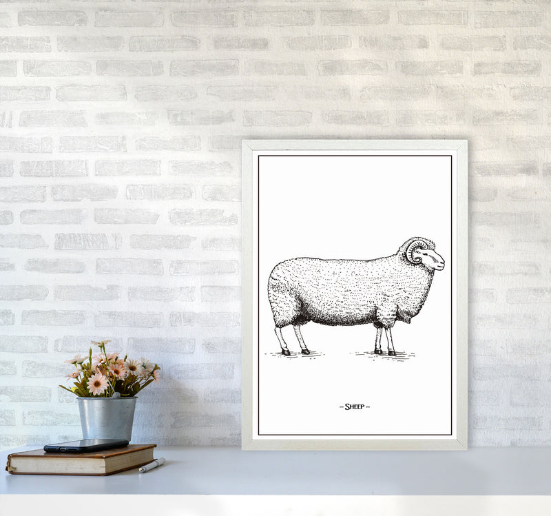 Sheep Art Print by Jason Stanley A2 Oak Frame