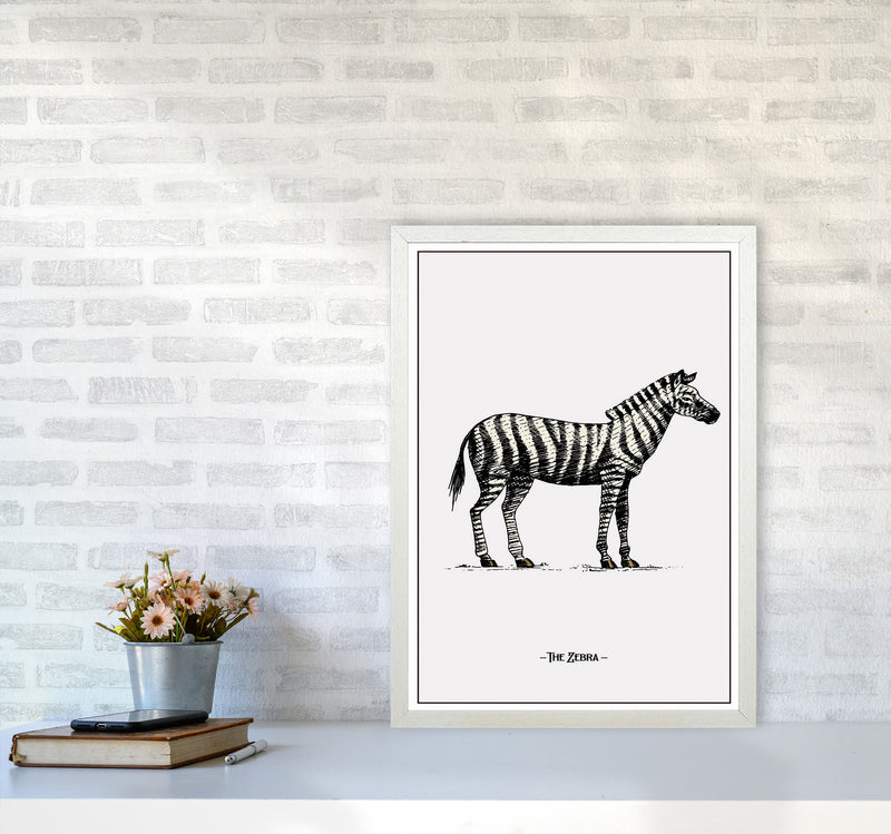 The Zebra Art Print by Jason Stanley A2 Oak Frame