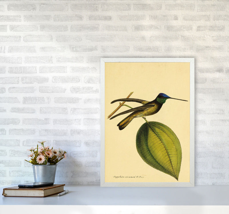 Sapphire Crowned Hummingbird Art Print by Jason Stanley A2 Oak Frame