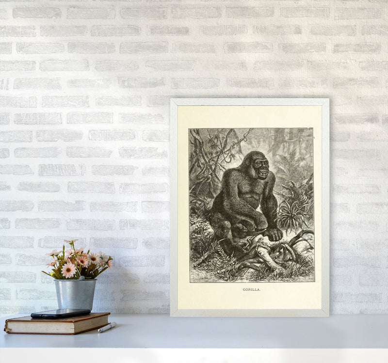 The Other King Of The Jungle Art Print by Jason Stanley A2 Oak Frame