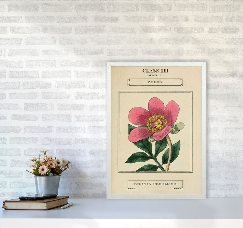 Vintage Flower Series 6 Art Print by Jason Stanley A2 Oak Frame